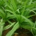 甜脆油麦菜种子清香油麦菜种子四季播种盆栽庭院有机蔬菜种子
