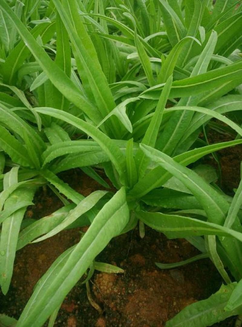 甜脆油麦菜种子清香油麦菜种子四季播种盆栽庭院有机蔬菜种子