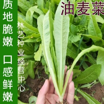甜脆油麦菜种子清香油麦菜种子四季播种盆栽庭院有机蔬菜种子