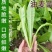 甜脆油麦菜种子清香油麦菜种子四季播种盆栽庭院有机蔬菜种子