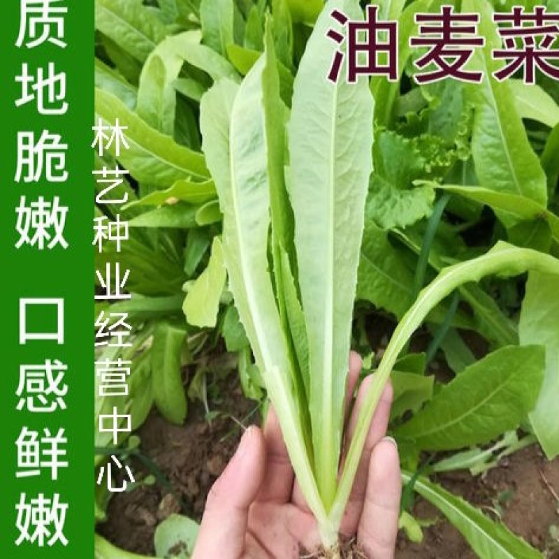 甜脆油麦菜种子清香油麦菜种子四季播种盆栽庭院有机蔬菜种子