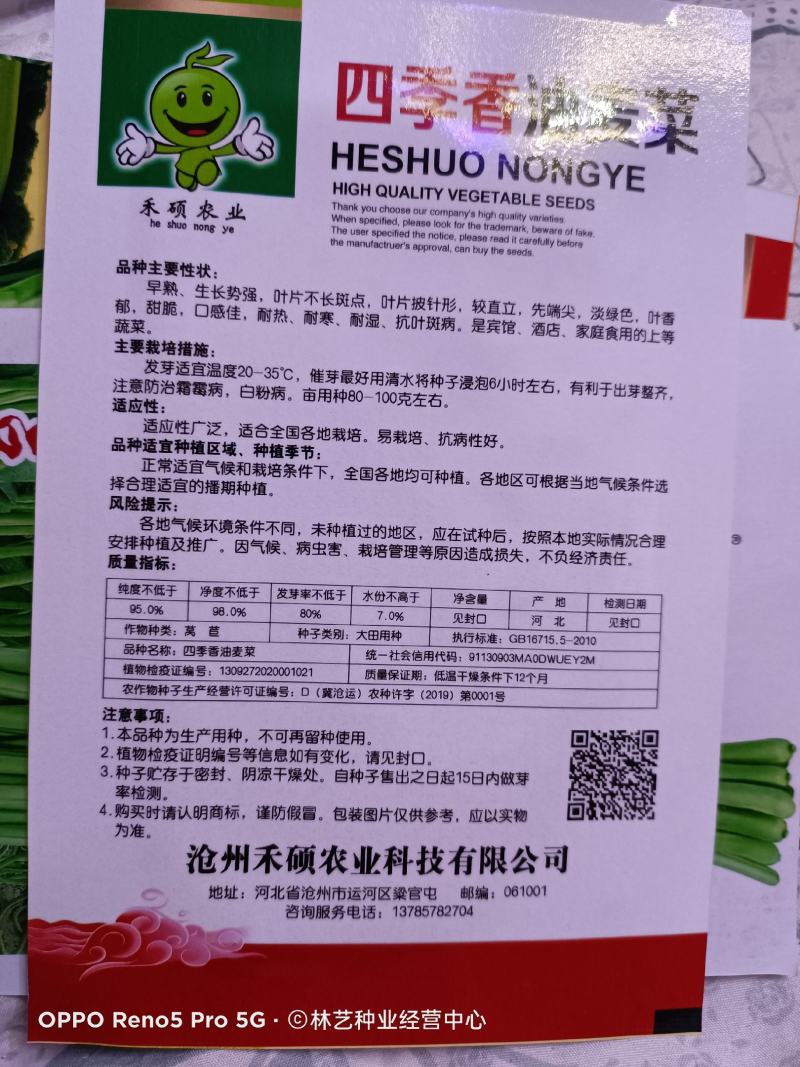 甜脆油麦菜种子清香油麦菜种子四季播种盆栽庭院有机蔬菜种子
