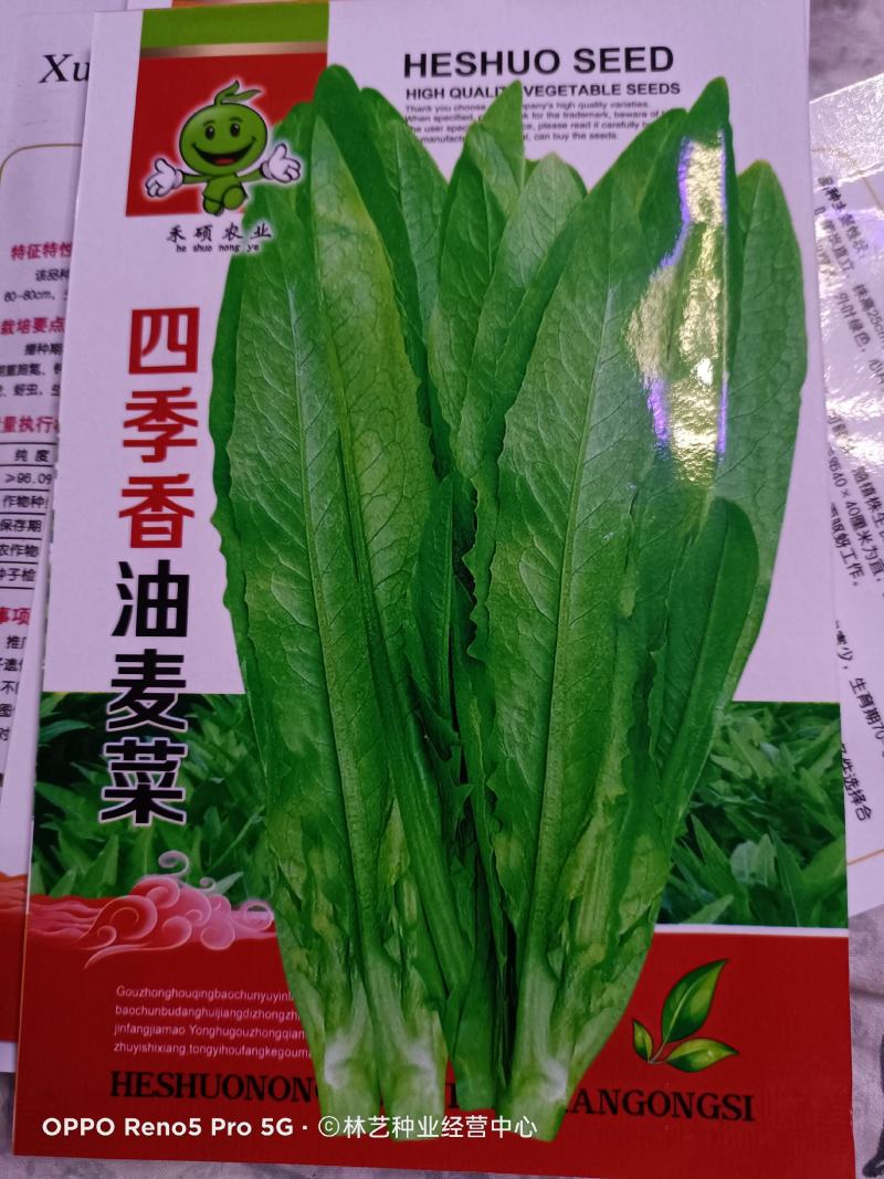 甜脆油麦菜种子清香油麦菜种子四季播种盆栽庭院有机蔬菜种子