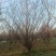 河南基地供应精品美人梅10---——15公分