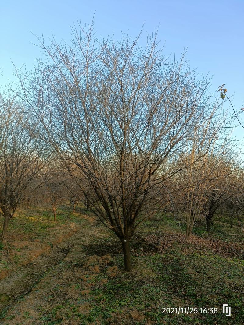 河南基地供应精品美人梅10---——15公分