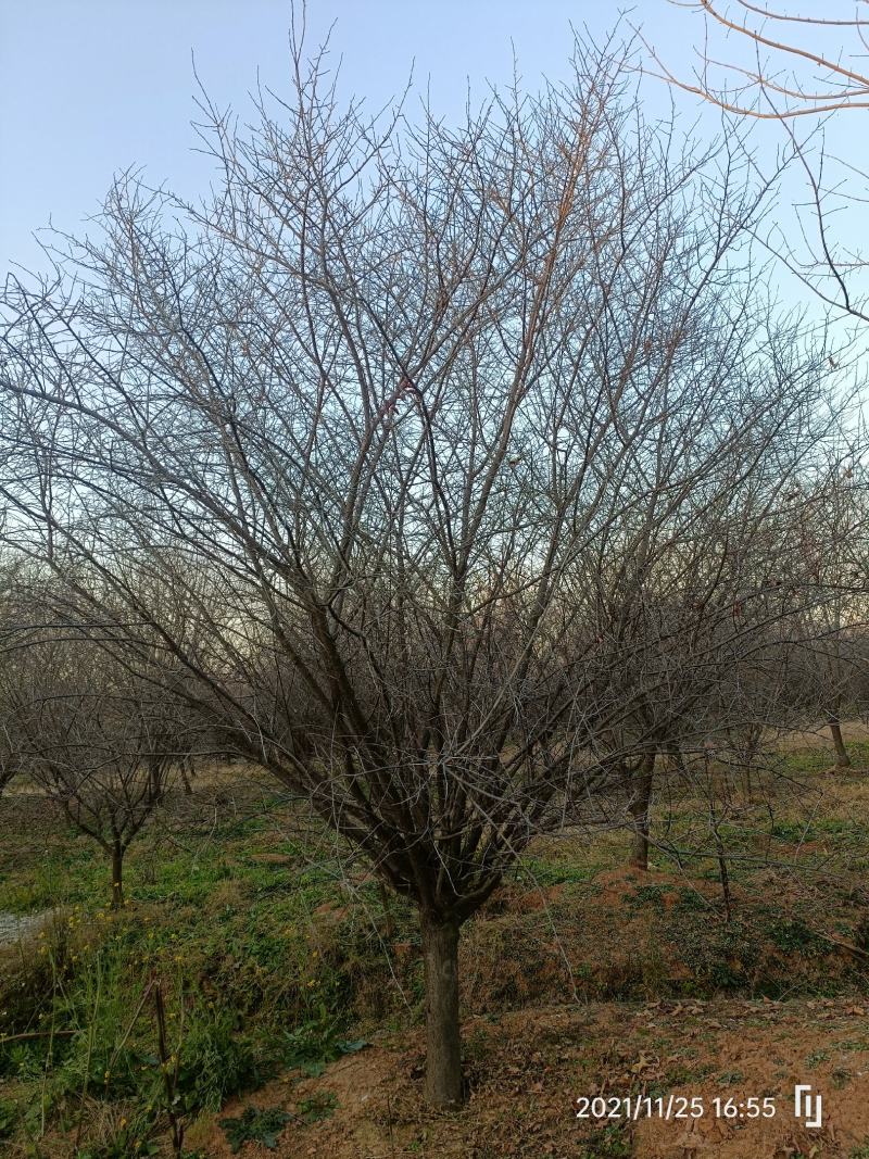 河南基地供应精品美人梅10---——15公分