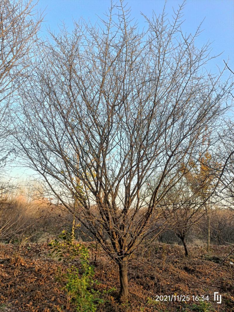 河南基地供应精品美人梅10---——15公分