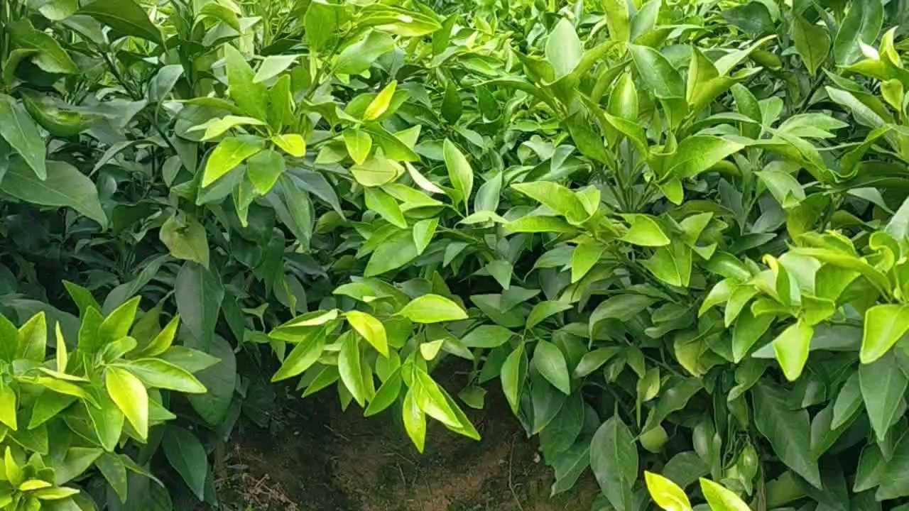 红美人柑桔病虫害防治现场图