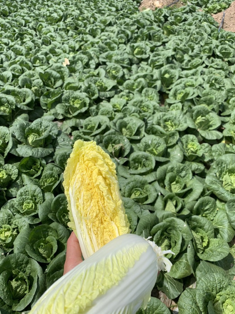 河南省鹿邑县娃娃菜，颗大，黄度高24小时视屏看货