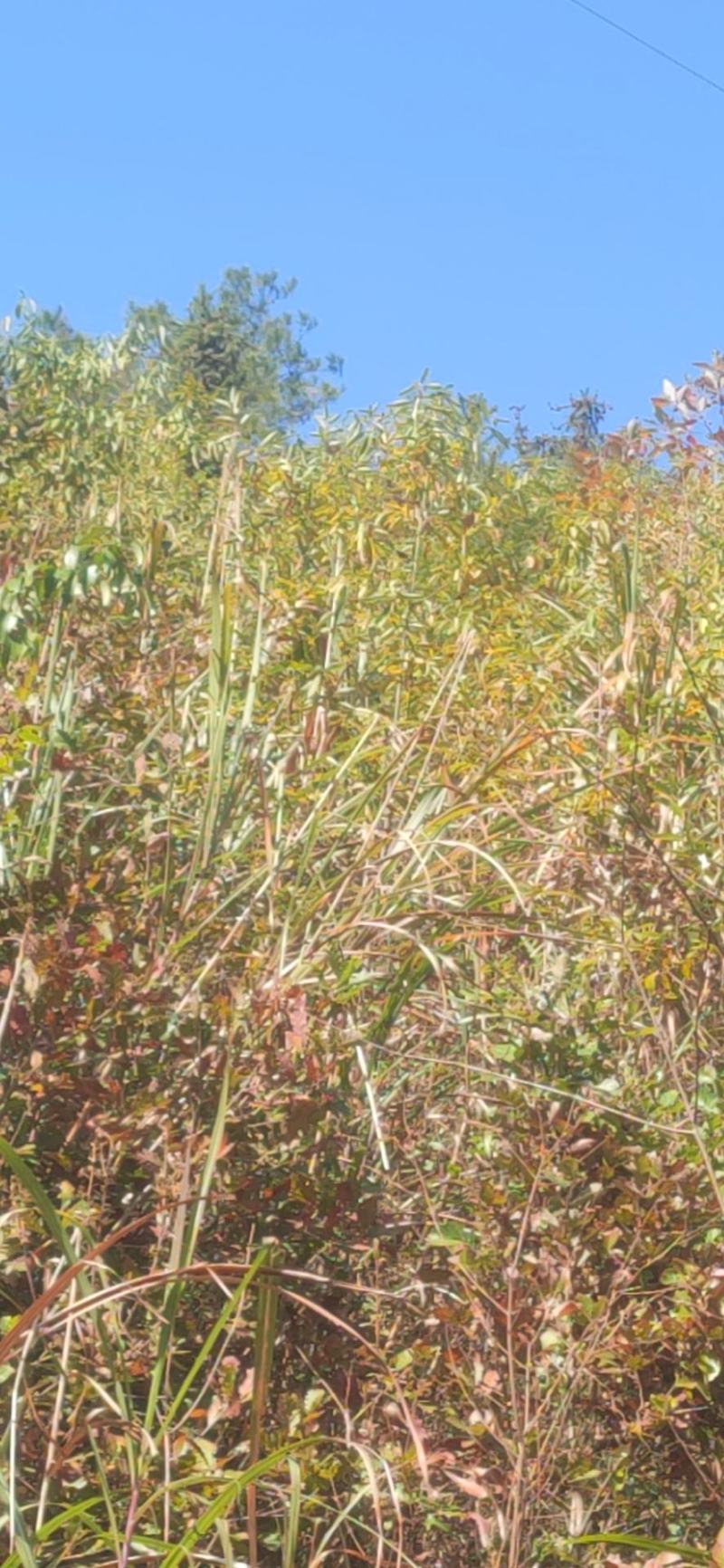 2千亩山苍子，木姜子林，寻找合作商，有意联系