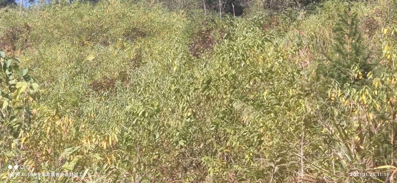 2千亩山苍子，木姜子林，寻找合作商，有意联系