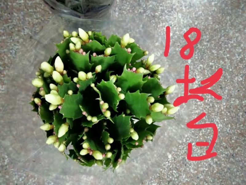 精品蟹爪兰开花，带花苞，基地直发，货源充足
