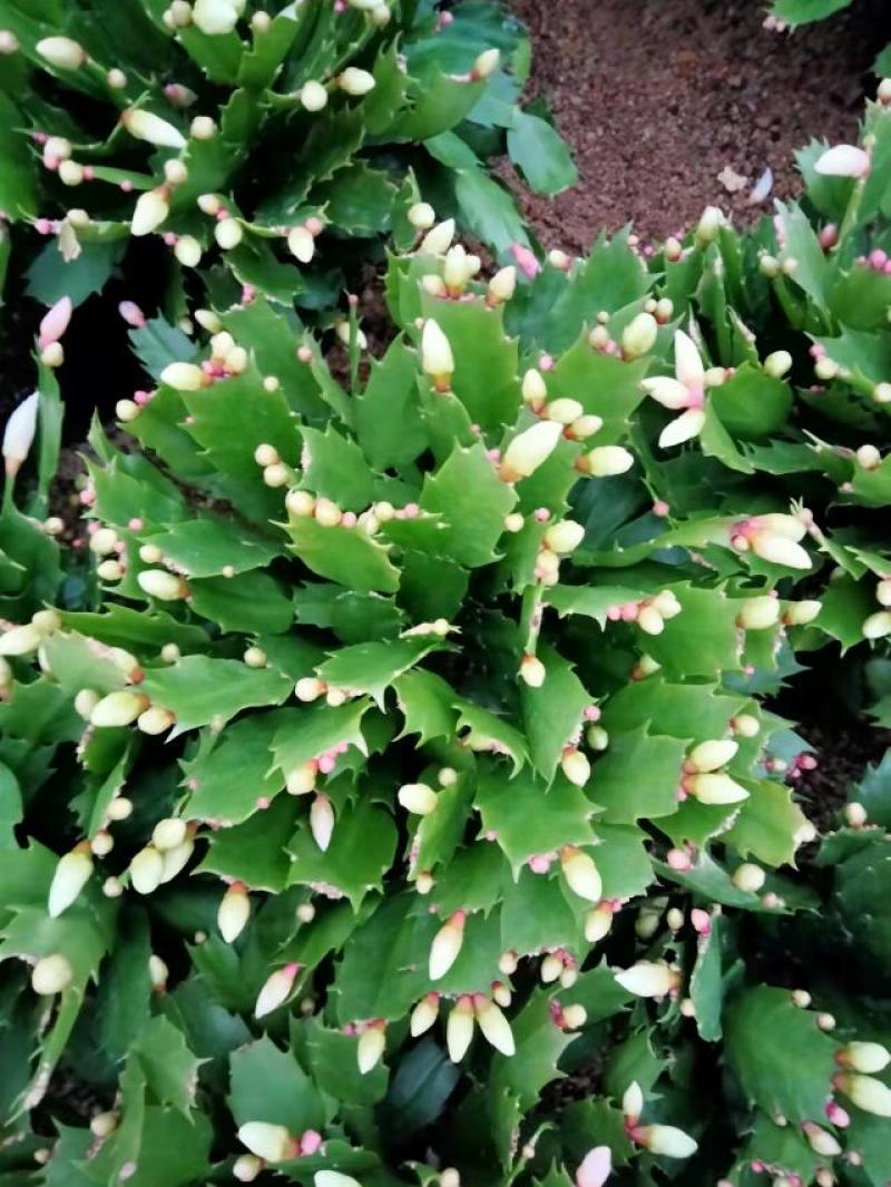 精品蟹爪兰开花，带花苞，基地直发，货源充足