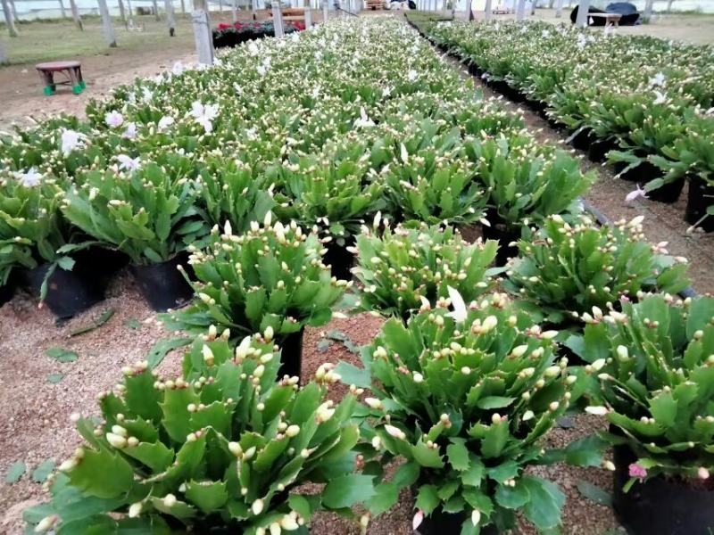 精品蟹爪兰开花，带花苞，基地直发，货源充足