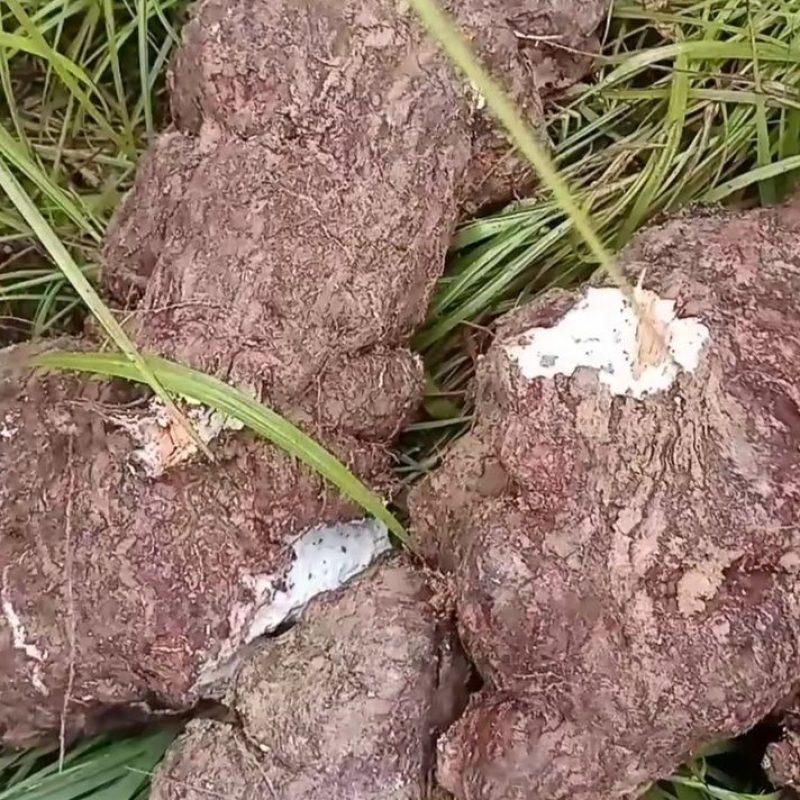 茯苓出售