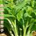 青甜菜心种子四九菜心种籽阳台庭院盆栽四季播种蔬菜苔种子