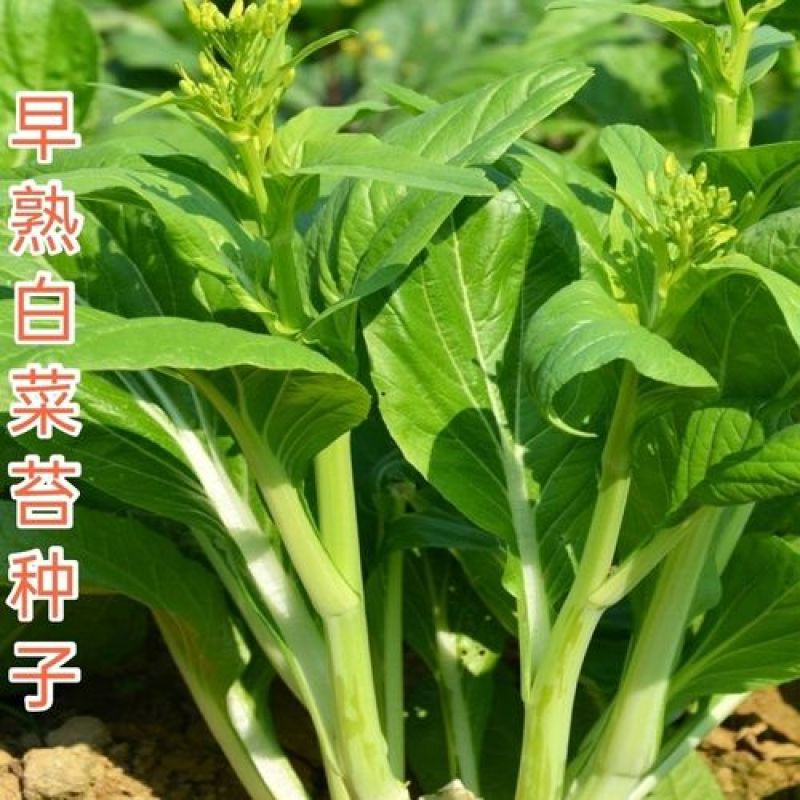 青甜菜心种子四九菜心种籽阳台庭院盆栽四季播种蔬菜苔种子