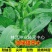 青甜菜心种子四九菜心种籽阳台庭院盆栽四季播种蔬菜苔种子