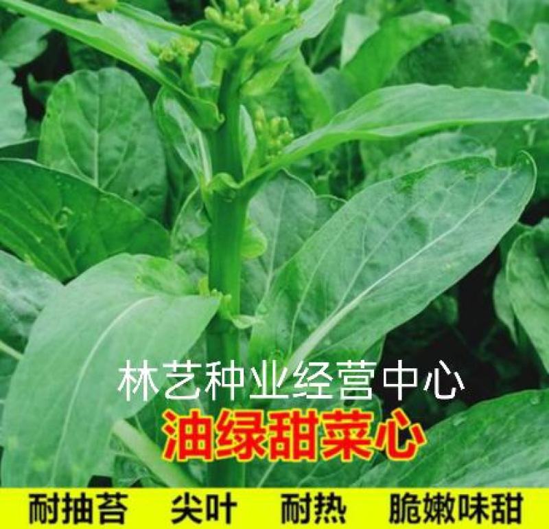 青甜菜心种子四九菜心种籽阳台庭院盆栽四季播种蔬菜苔种子