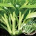 青甜菜心种子四九菜心种籽阳台庭院盆栽四季播种蔬菜苔种子