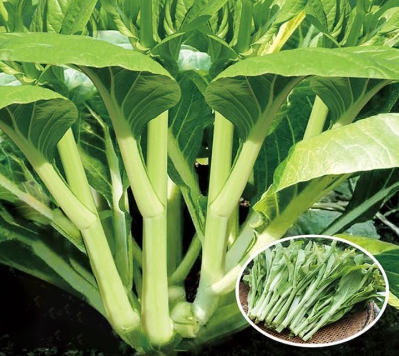 青甜菜心种子四九菜心种籽阳台庭院盆栽四季播种蔬菜苔种子