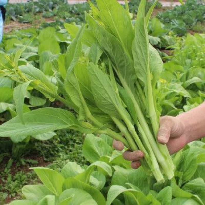 青甜菜心种子四九菜心种籽阳台庭院盆栽四季播种蔬菜苔种子