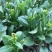 青甜菜心种子四九菜心种籽阳台庭院盆栽四季播种蔬菜苔种子