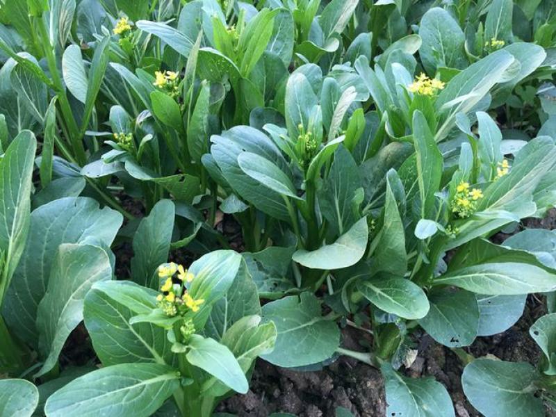 青甜菜心种子四九菜心种籽阳台庭院盆栽四季播种蔬菜苔种子
