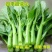 青甜菜心种子四九菜心种籽阳台庭院盆栽四季播种蔬菜苔种子