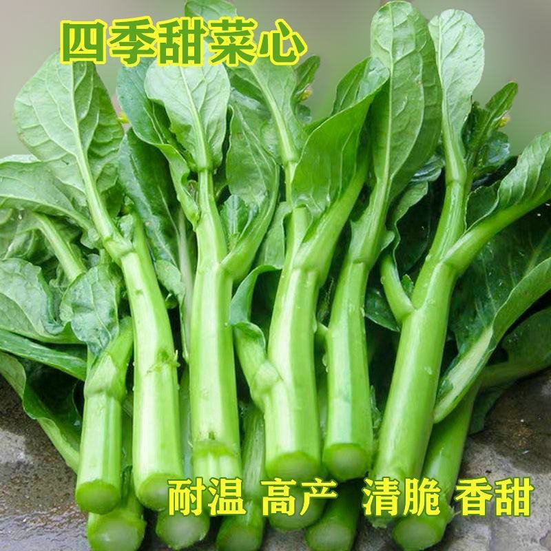 青甜菜心种子四九菜心种籽阳台庭院盆栽四季播种蔬菜苔种子
