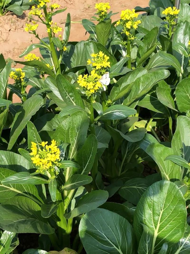 青甜菜心种子四九菜心种籽阳台庭院盆栽四季播种蔬菜苔种子