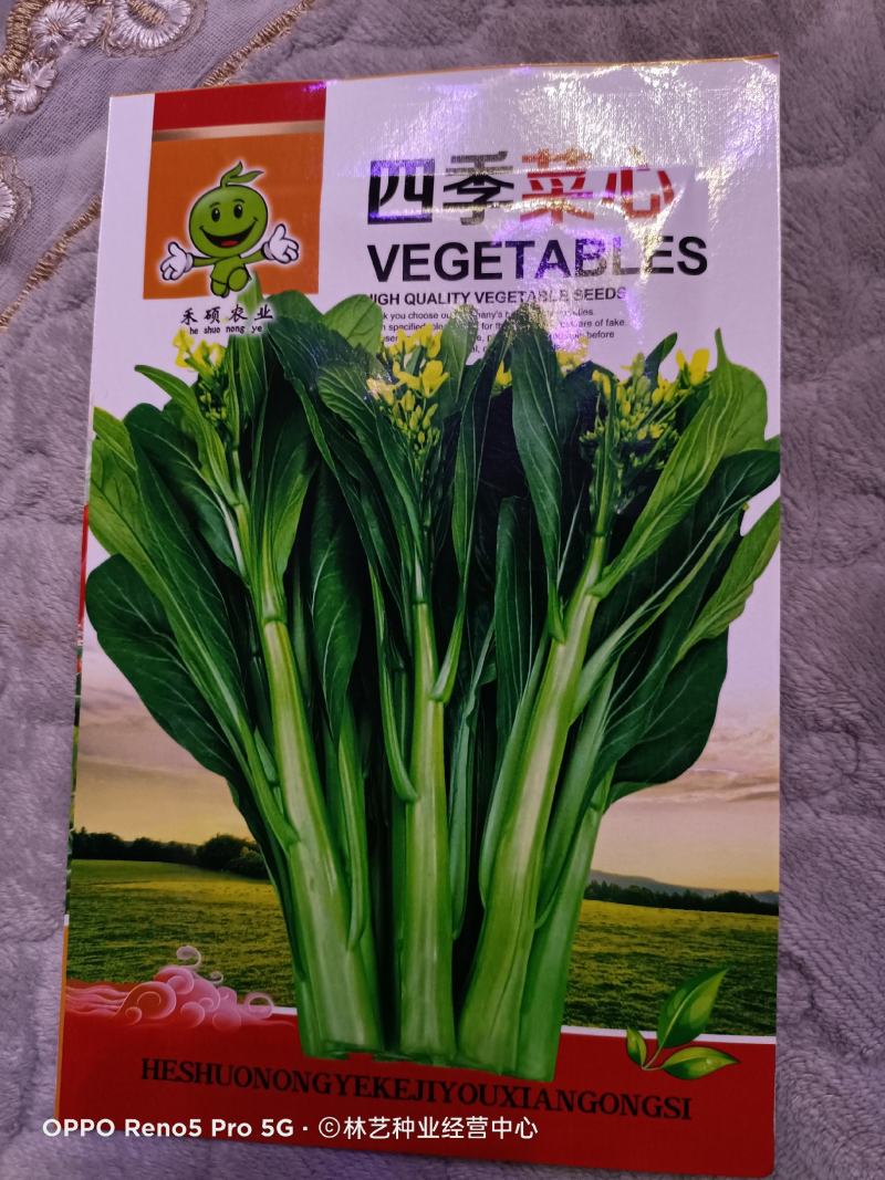青甜菜心种子四九菜心种籽阳台庭院盆栽四季播种蔬菜苔种子