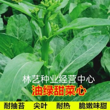 青甜菜心种子四九菜心种籽阳台庭院盆栽四季播种蔬菜苔种子