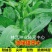 青甜菜心种子四九菜心种籽阳台庭院盆栽四季播种蔬菜苔种子