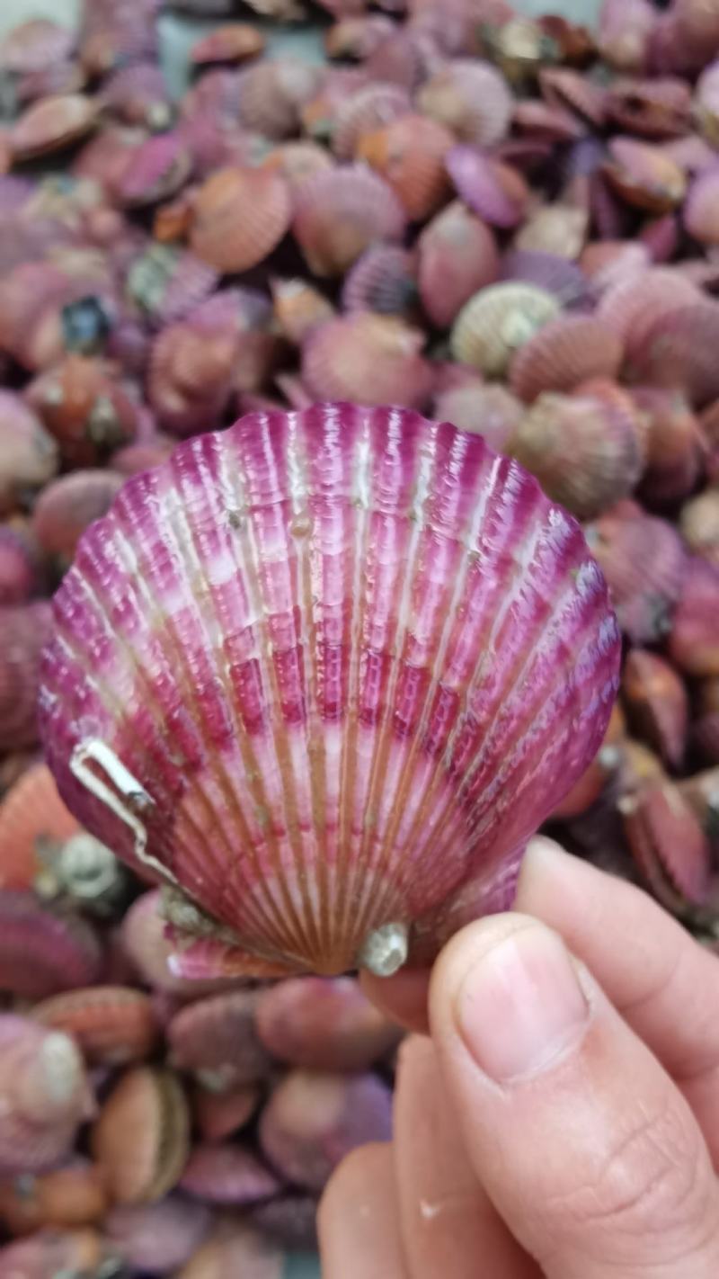鲜活扇贝小红贝港湾贝质量保证鲜活到家量大价优