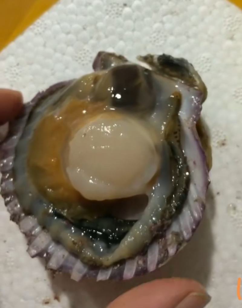 鲜活扇贝小红贝港湾贝质量保证鲜活到家量大价优