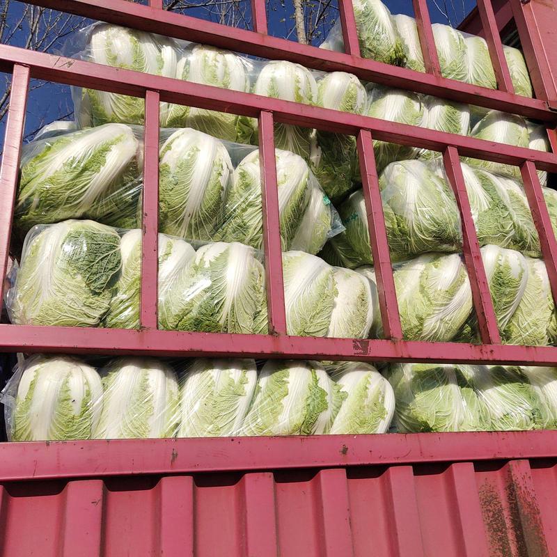 安徽蚌埠怀远万亩白菜基地，一手货源，产地直发，全国发货。