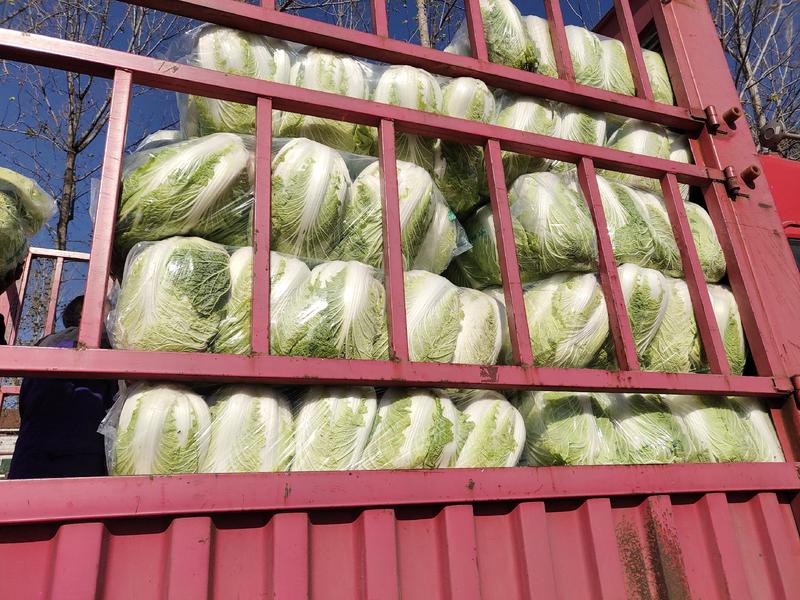 安徽蚌埠怀远万亩白菜基地，一手货源，产地直发，全国发货。