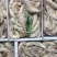 南美白虾盐冻虾白虾鲜活速冻品质保证一盒四斤