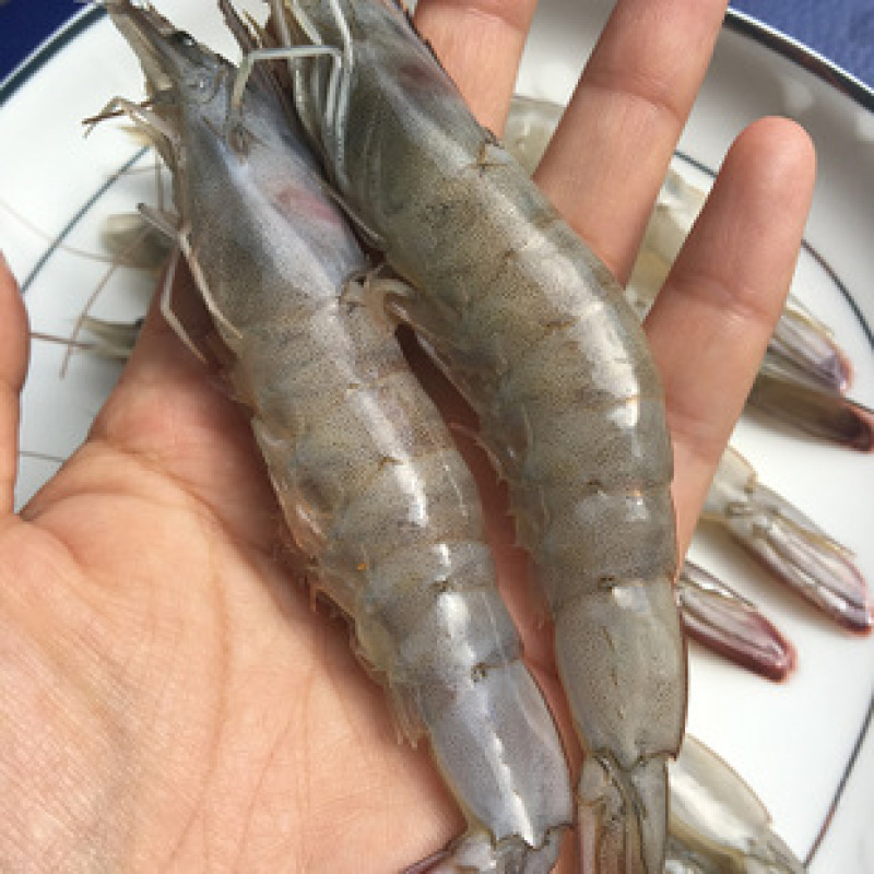 海捕大虾对虾单冻大虾大板散装工厂直销可预订刨冰量