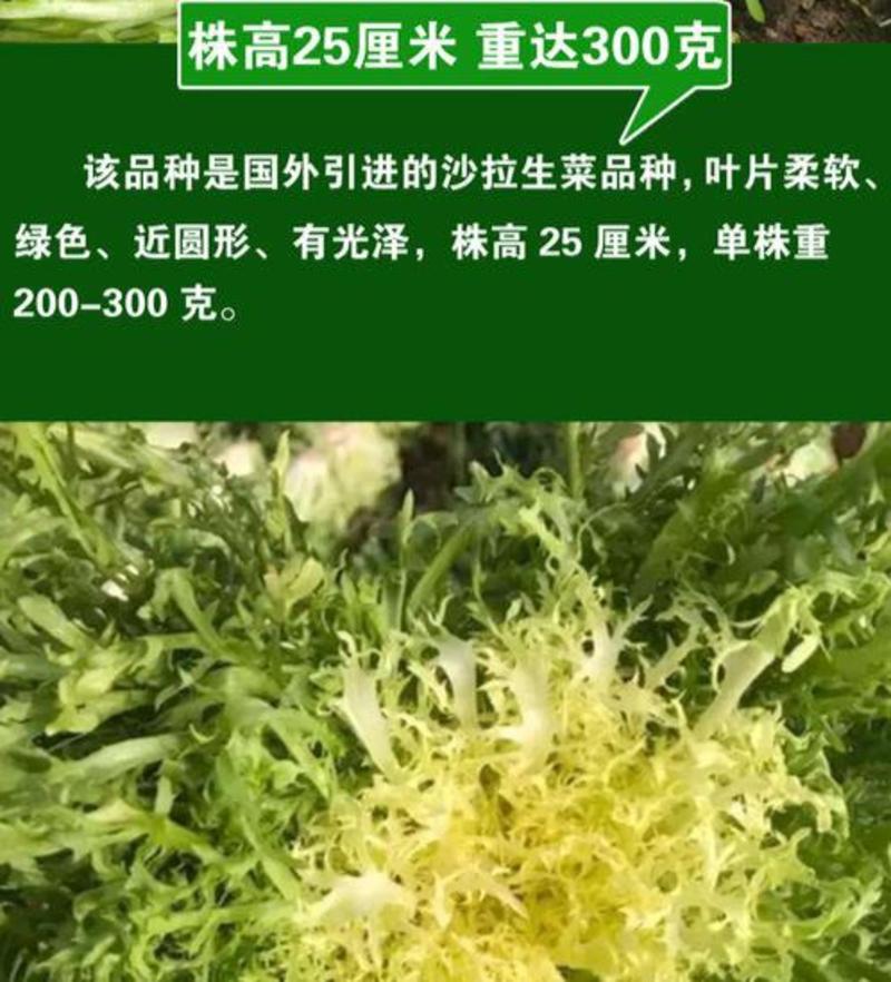 苦苣种子原厂包装黄心细叶花叶苦菊农家四季可播阳台盆栽蔬菜