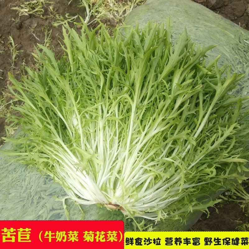 苦苣种子原厂包装黄心细叶花叶苦菊农家四季可播阳台盆栽蔬菜