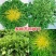 苦苣种子原厂包装黄心细叶花叶苦菊农家四季可播阳台盆栽蔬菜