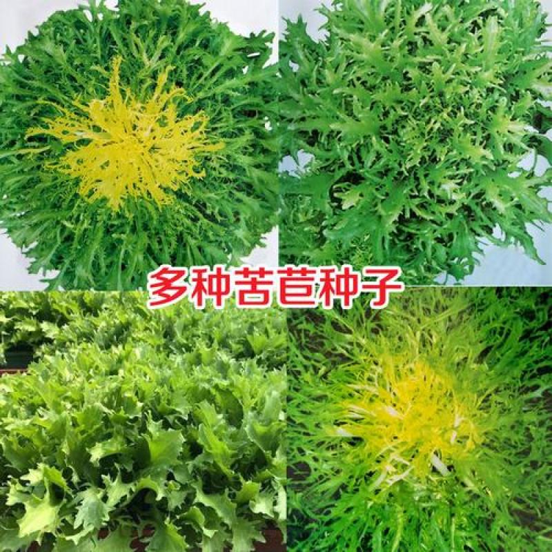 苦苣种子原厂包装黄心细叶花叶苦菊农家四季可播阳台盆栽蔬菜