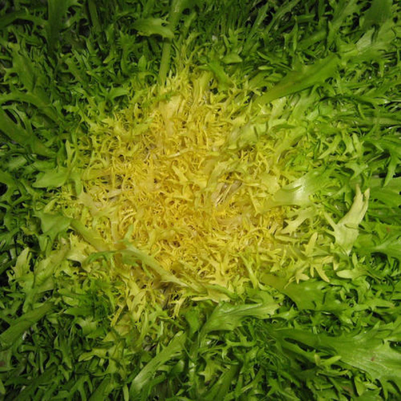 苦苣种子原厂包装黄心细叶花叶苦菊农家四季可播阳台盆栽蔬菜