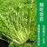 苦苣种子原厂包装黄心细叶花叶苦菊农家四季可播阳台盆栽蔬菜