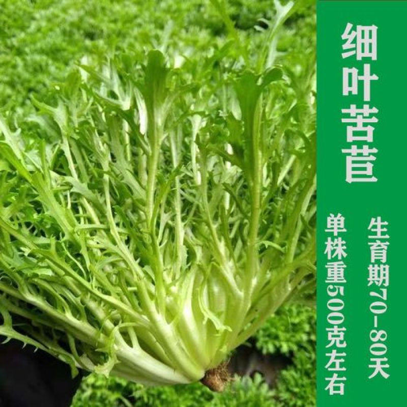 苦苣种子原厂包装黄心细叶花叶苦菊农家四季可播阳台盆栽蔬菜