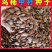 鸟柿种子