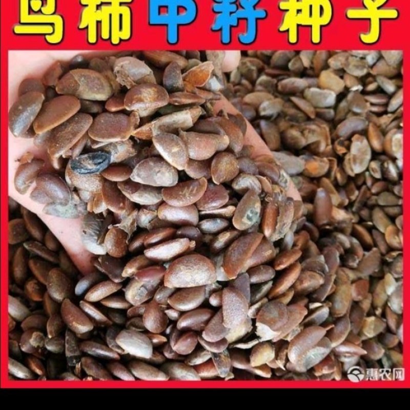 鸟柿种子