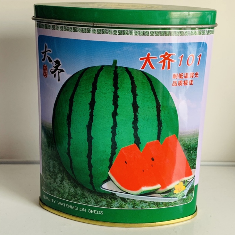 大齐101大红瓤西瓜种子耐低温弱光正圆花皮西瓜种籽抗裂
